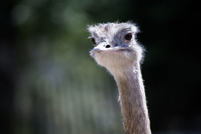 Close-up portrait of a bird