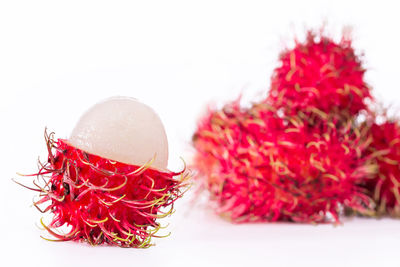 Close-up of red berries on white background