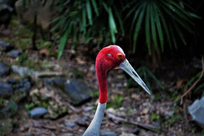 View of bird head