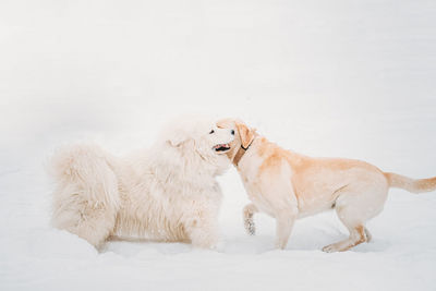 Dogs on snow