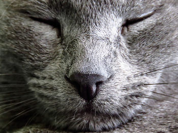 Close-up of cat sleeping