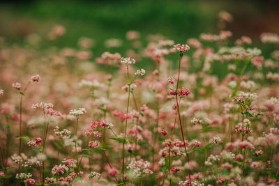 Close-up of pink flowering plants on field