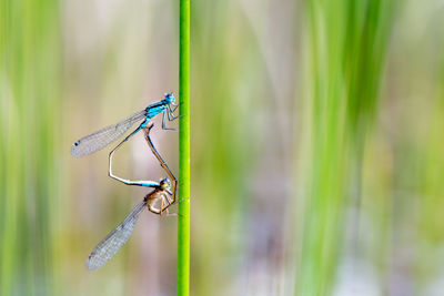 Close-up of dragonfly on plant