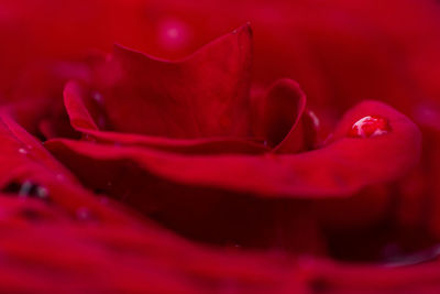 Close-up of red rose