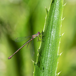 Close-up of insect on leaf