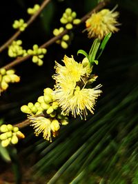 Close-up of yellow flowering plant