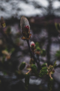 Close-up of flower bud growing outdoors