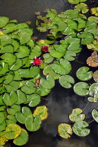 High angle view of lotus water lily in lake