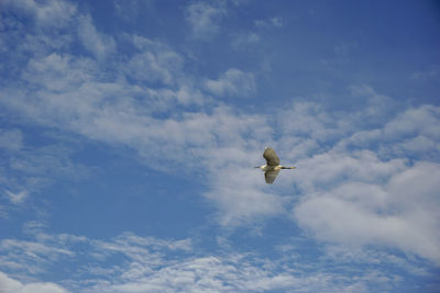 Low angle view of seagull flying in sky