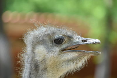 Close-up of a bird