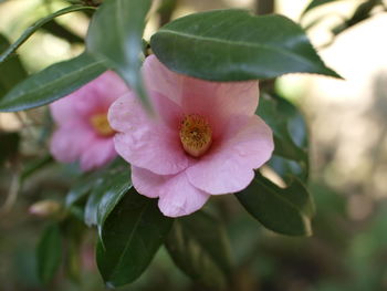 Close-up of pink flower blooming outdoors