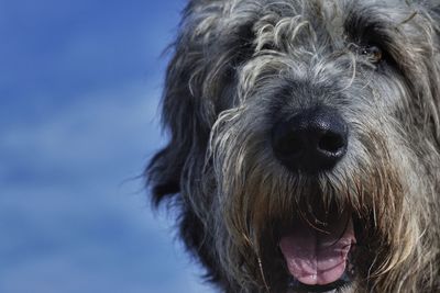 Close-up portrait of dog