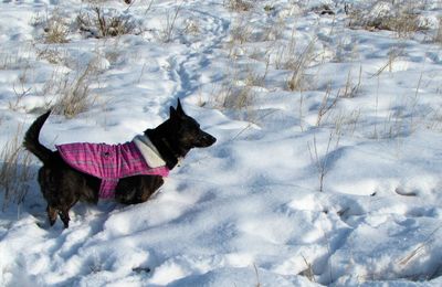 Snow covered field