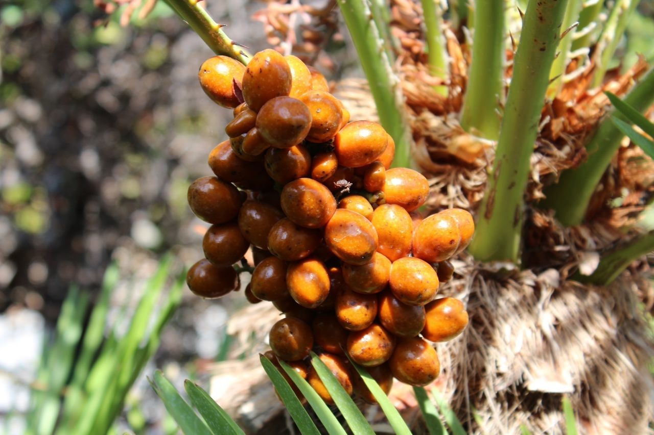 food and drink, food, growth, fruit, close-up, freshness, healthy eating, focus on foreground, nature, leaf, pine cone, plant, selective focus, ripe, tree, day, growing, outdoors, sunlight, no people