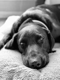 Black and white close-up of dog