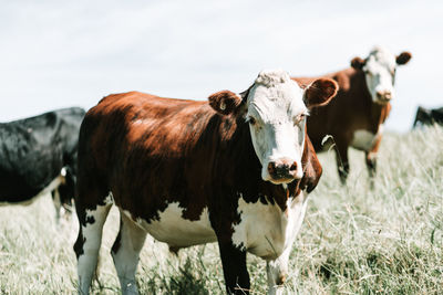 Cows standing on grass