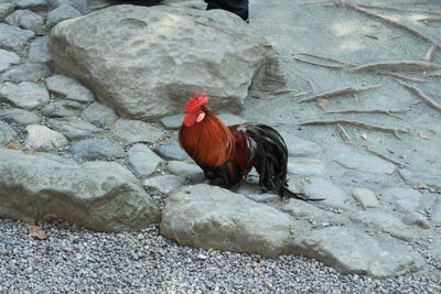 Rooster on rock