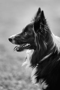 Close-up of a dog looking away