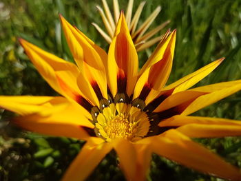 Close-up of yellow flower