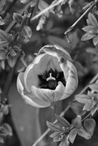 Close-up of flowering plant