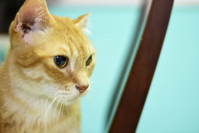 Close-up of cat looking away