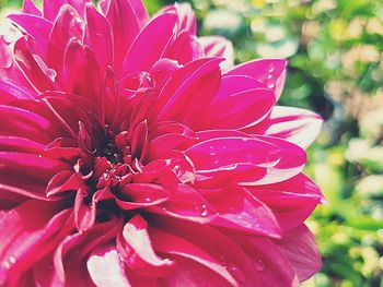 Close-up of pink flower