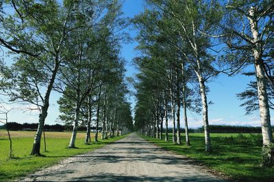 Road amidst trees on field against sky