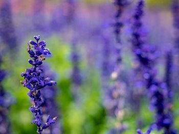 Close-up of purple flowering plant