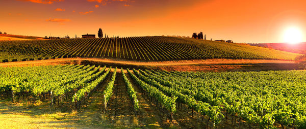 Scenic view of vineyard against sky during sunset