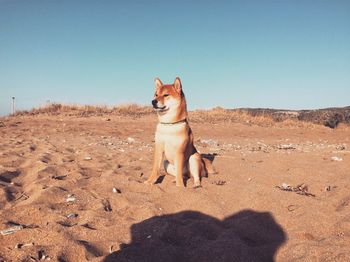 Dog on sand against clear sky