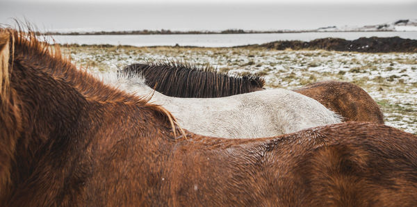 Close-up of a horse on land