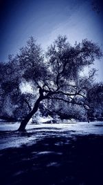 Bare trees on field