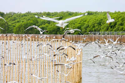 View of seagull flying against the sky