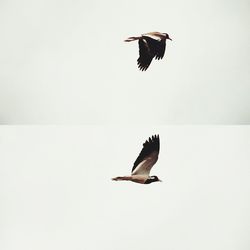 Bird flying against clear sky