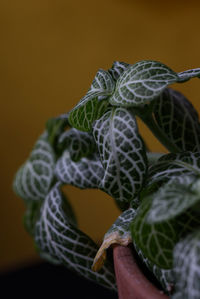 Close-up of plant at home