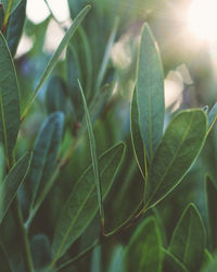 Close-up of plant growing outdoors