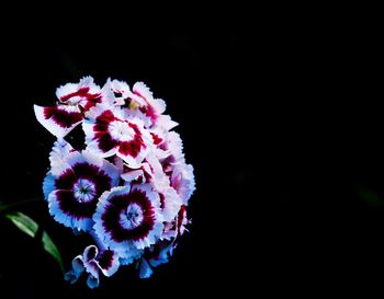 Close-up of flowering plant against black background