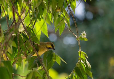 Bird perching on a plant