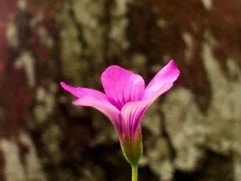 Close-up of pink flower blooming outdoors