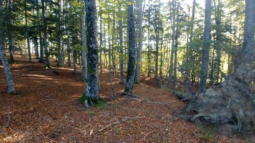 Pine trees in forest