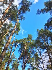 Low angle view of trees against blue sky