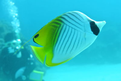 Close-up of fish swimming in sea