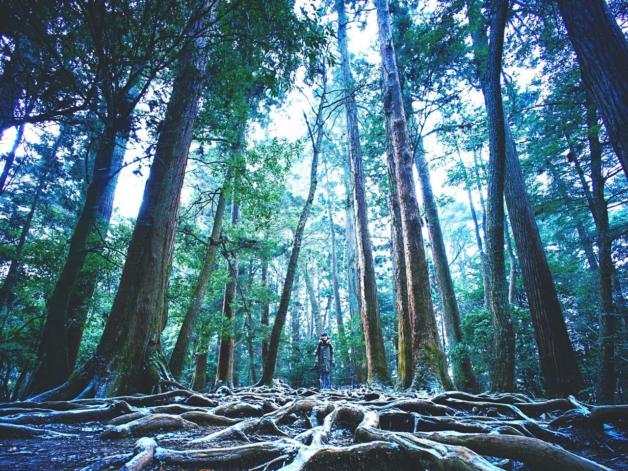 tree, forest, tranquility, woodland, tree trunk, growth, nature, tranquil scene, beauty in nature, low angle view, scenics, branch, non-urban scene, day, outdoors, sunlight, no people, green color, idyllic, tall - high