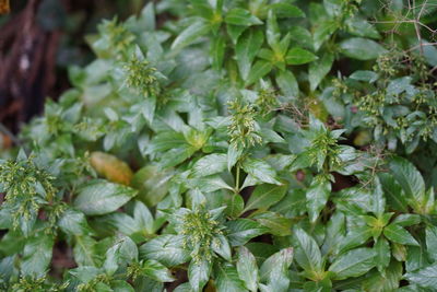 Full frame shot of fresh green plants