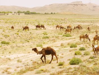 Horses grazing in a field