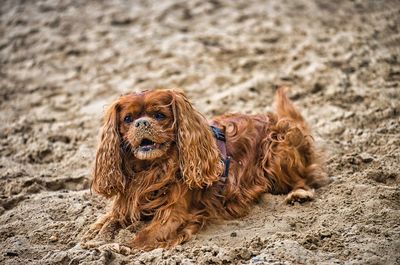 Portrait of dog on beach