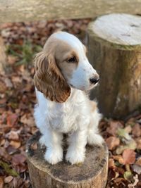 Close-up of dog looking away