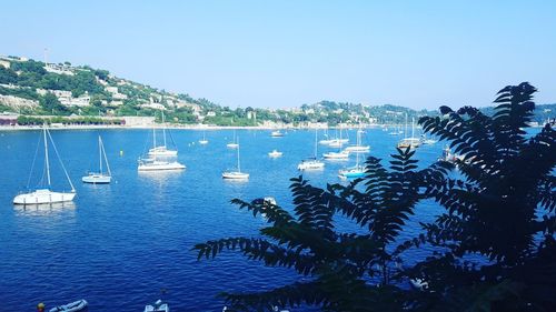 Sailboats in sea against clear blue sky