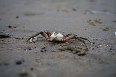 Close-up of crab on beach