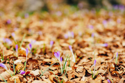 Close-up of fallen dry leaves on field